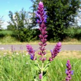 2007H 057 Unstrut Saale Elbe